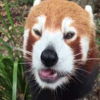 Red panda enjoying some grapes