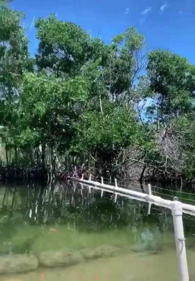 The Most Beautiful-er