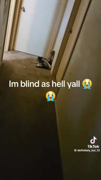 Here kitty kitty 🐱 