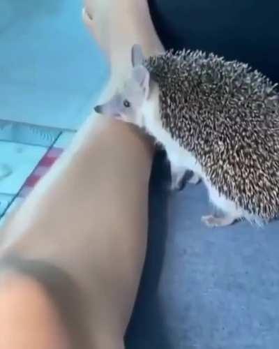 For filming a cute hedgehog 😂