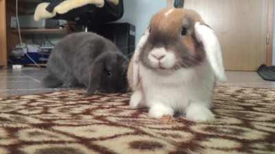 Emma enjoying treats while Ollie investigates