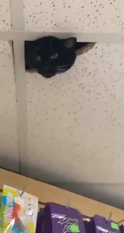 Cat Circuit Television otherwise known as CCTV