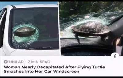 goddamn tortoises (this isnt mine my friend sent it to me)