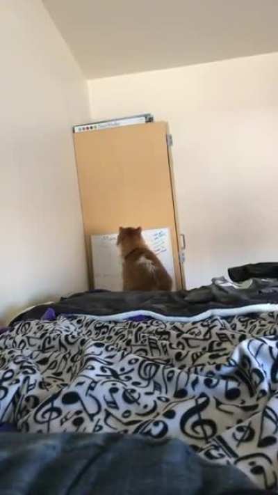 My old roommate’s cat realized his mistake a moment too late