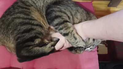 He's adorkable! And also very gentle.