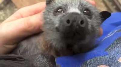 A very cuddly sky pupper