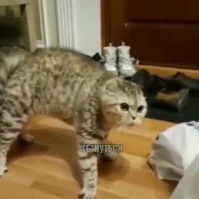 Russian Cat hates watermelon so much! 