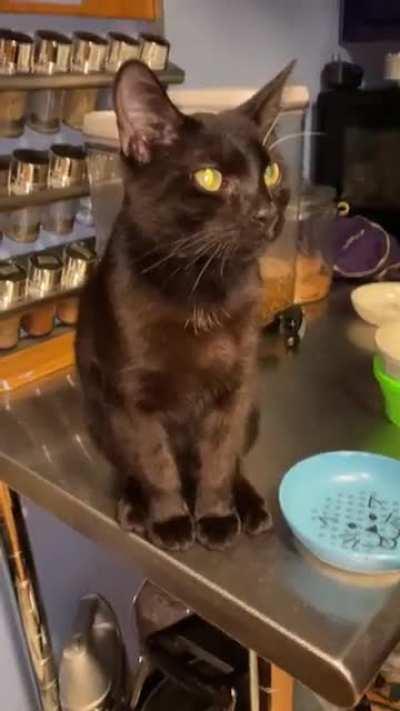 Hangryyyyyyyy 🐈‍⬛