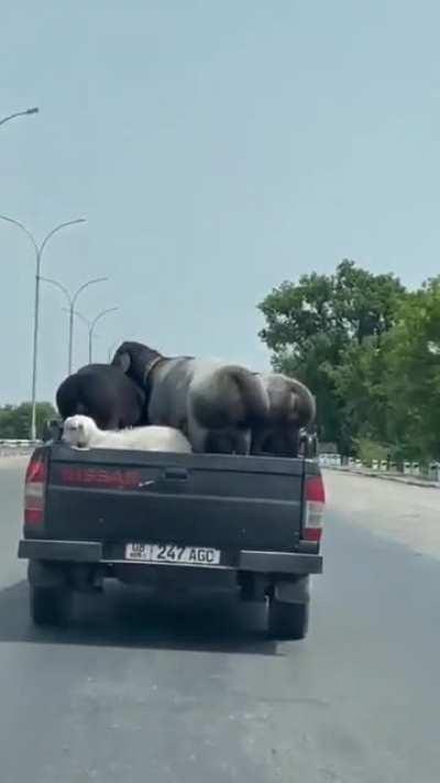 Slam on the Breaks and they are dead