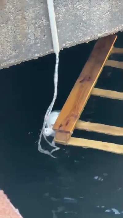 People make a great effort to rescue the kitten