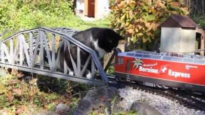 They need to make a Planet of the Kittens movie