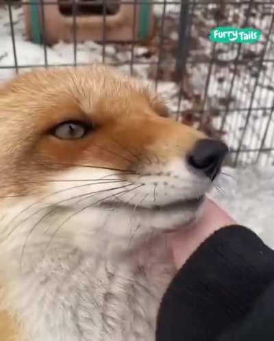 Foxes really are just cat software running on dog hardware