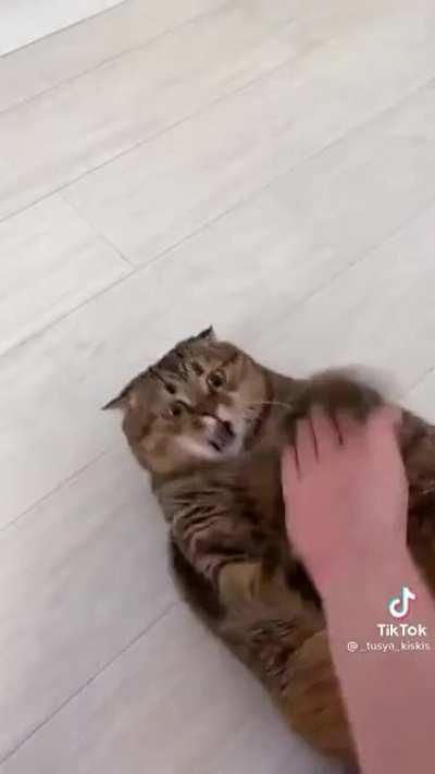 Kung-fu showdown with a fat loaf of floof