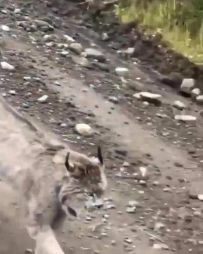 Rare recording of two magnificent wild Lynx, and their calls.