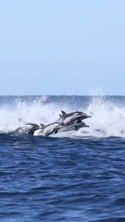 🔥 5000 Dolphin Stampede (San Diego 10/16/2025)
