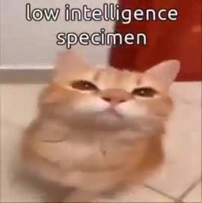 Every ultrakill enemy