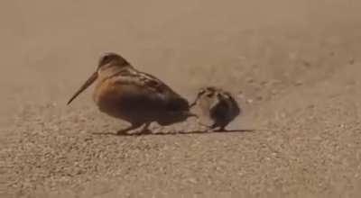 🔥 The American Woodcock is a bird that obtains food by dancing.