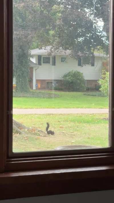 Squirrel zoomies