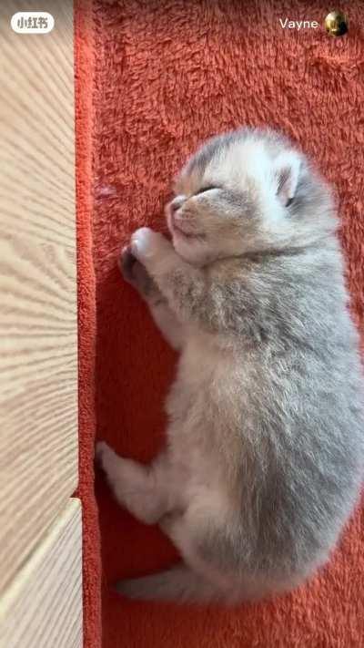 He is eeping (and long)