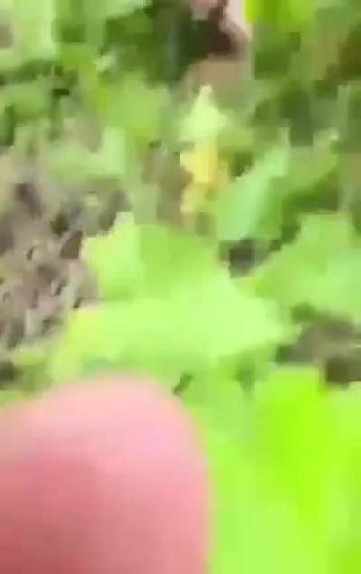 No sé si ya lo vieron pero csm 😬