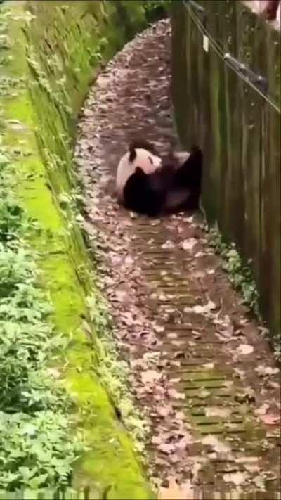 Funny Panda cool rollout