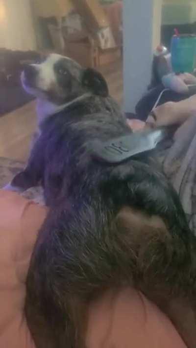 He likes spankings alittle too much 🤣