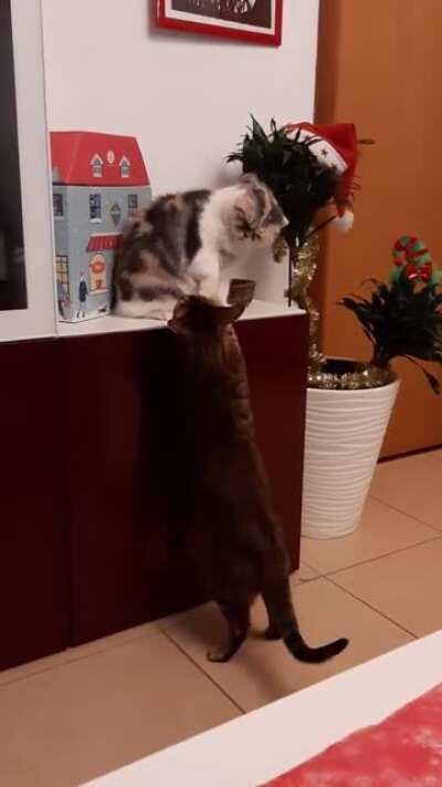 Touch da cat slowly