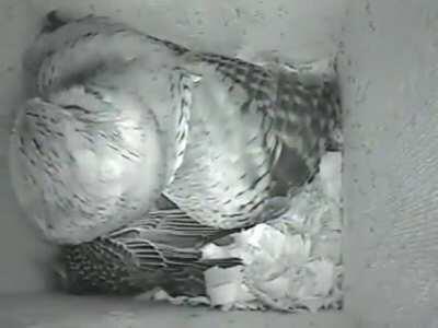 Owl just hanging out in his crib