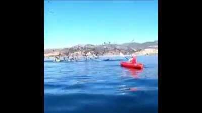 В Калифорнии кит съел девушку вместе с байдаркой. Но чуть погодя выплюнул. Оказалась невкусная. Ни девушка, ни байдарка не пострадали.