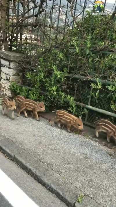 Can build a castle but can't build a decent fence smh