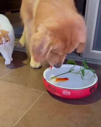 В мире животных