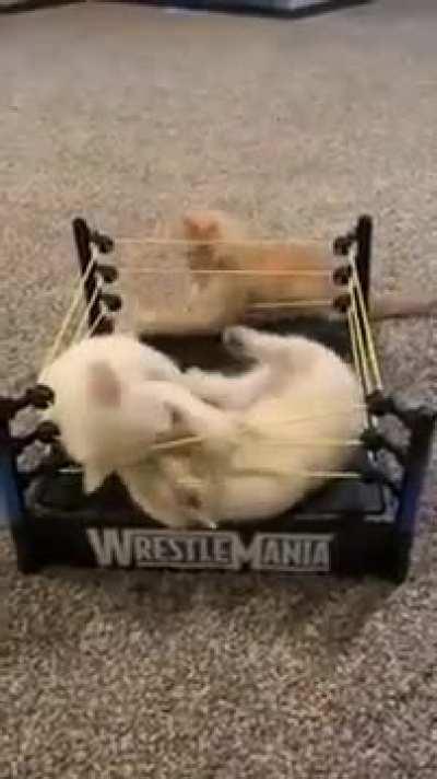 Kittens and $2 thrifts store find = Priceless