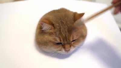 Dibujo de gato realista ( es tan realista que se mueve) 😎