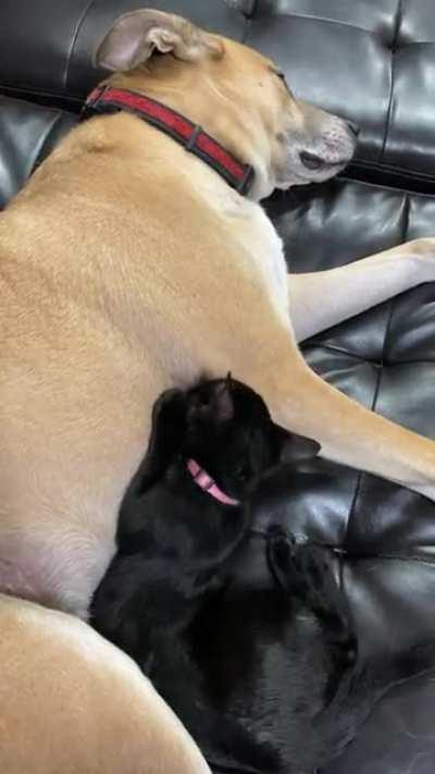 My sister’s dog doesn’t mind the new rescue kitten thinking that he’s her mom.