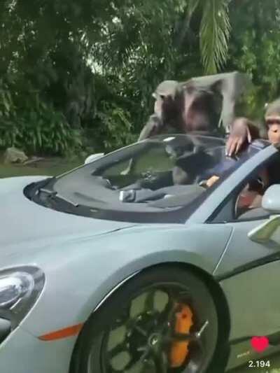 Hold an fight for the pure Ape Lifestyle