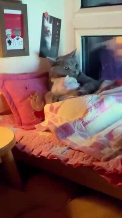 All Snuggled up nice and cozy watching catflix