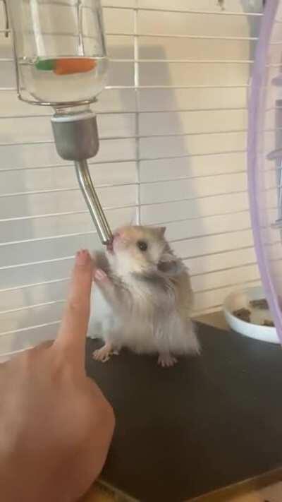 Booped his little paw