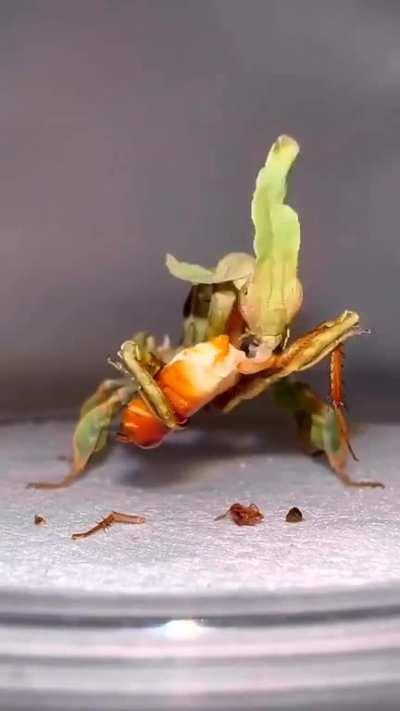 Time lapse of a praying mantis eating it prey. Ghost Mantis (Phyllocrania paradoxa)