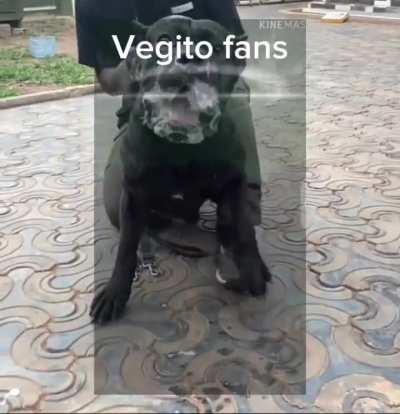 Vegito fans are more aggressive I swear…