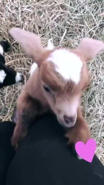 This is Pooh and he has learned to ask to be picked up 😭🥰