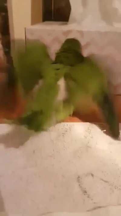 Shakebirb