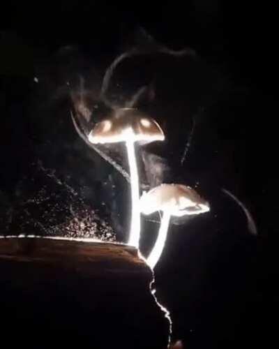 Mushrooms release microscopic spores