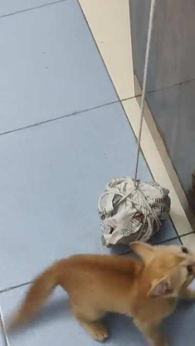 Strings and a ball is all you need.. Kittens are easily entertained.