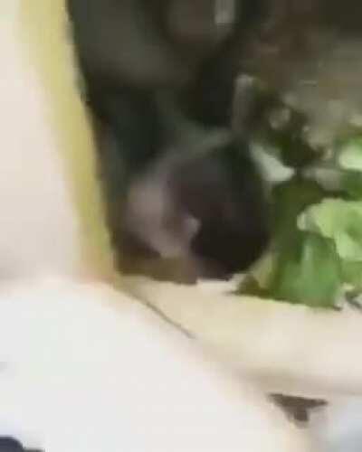 Dylan recuerdas este vídeo de tu vídeo: