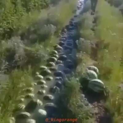 just melons with the shire theme