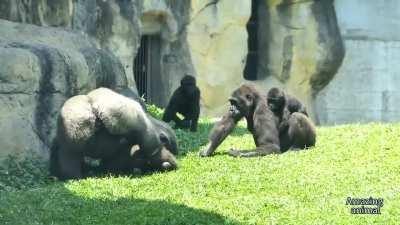 A silverback acts rapidly to suppress a fight between his mates