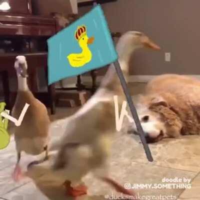 Сегодня собака, а завтра весь мир!