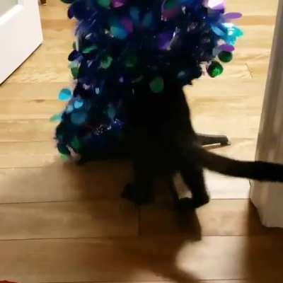 Onyx discovered that those Christmas trees are sneaky...
