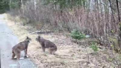 Two Lynx yelling at each other