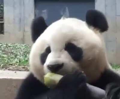 Adorable panda eating bamboo shoots